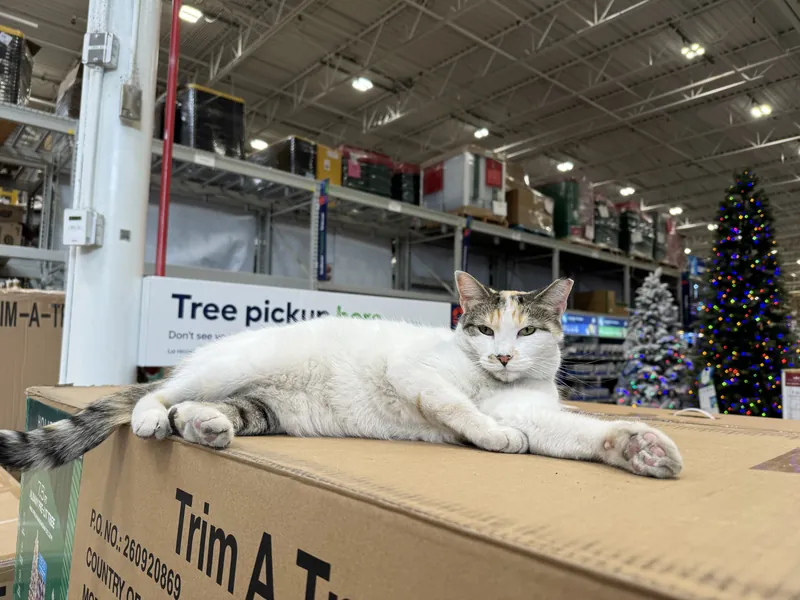 Francine, a white calico cat, lounging on boxes inside her Richmond store.