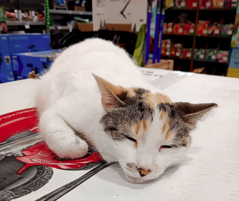 Francine asleep on merchandise in the garden section, May 2025.